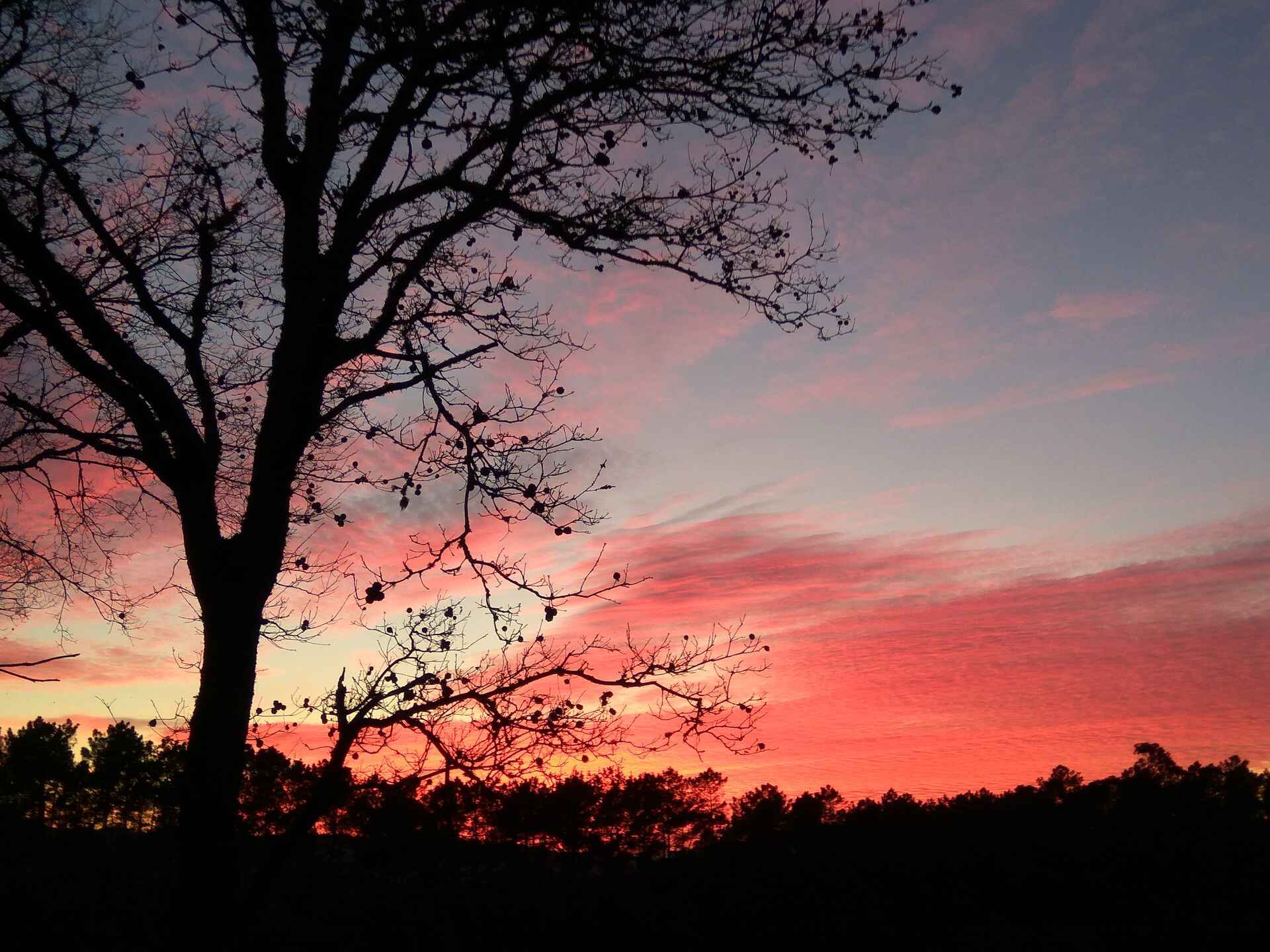Árbore en primeiro plano e ceo naranxa, atardecer en Vila de Cruces.