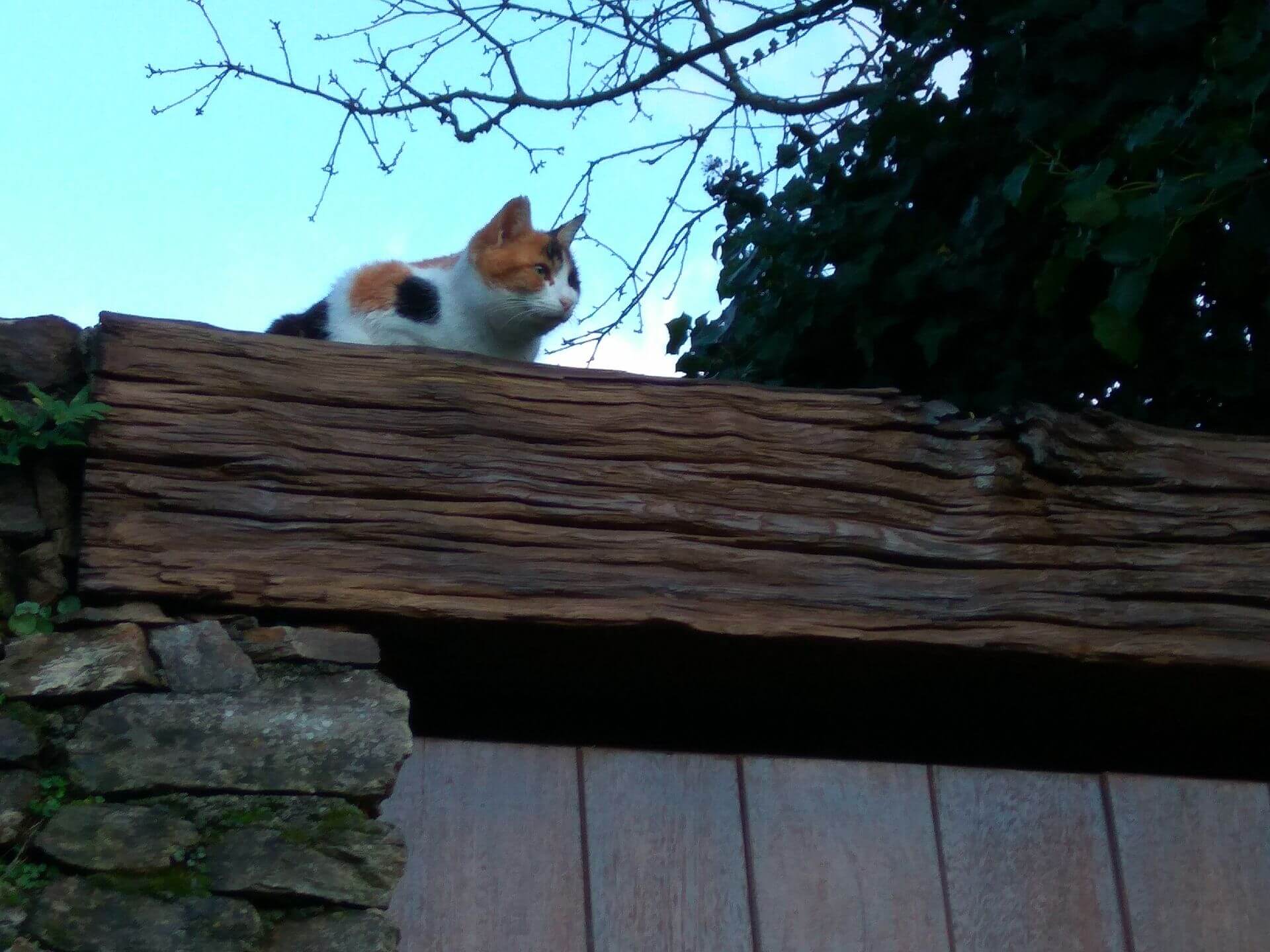 Gato da rúa branco con manchas marrons e negras observando detidamente dende o alto.